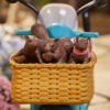 Figura Squirrel Girl Moto Marvel Legends Vehicle Hasbro