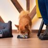 Comedero Para Perro Star Wars Tamaño S