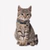Collar Para Perro O Gato Batman Talla XXS-XS