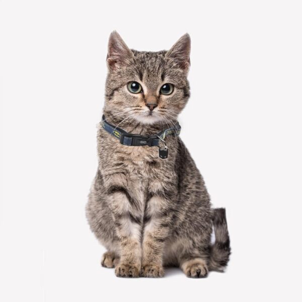 Collar Para Perro O Gato Batman Talla XXS-XS