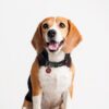 Para Perro o Gato Marvel Talla XXS-XS