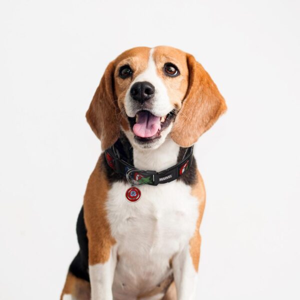 Para Perro o Gato Marvel Talla XXS-XS