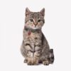 Para Perro o Gato Marvel Talla XXS-XS