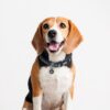 Collar Para Perro o Gato Darth Vader Talla XXS-XS