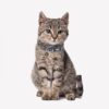Collar Para Perro o Gato Darth Vader Talla XXS-XS