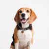 Collar Para Perro Star Wars Chewbacca Talla S-M